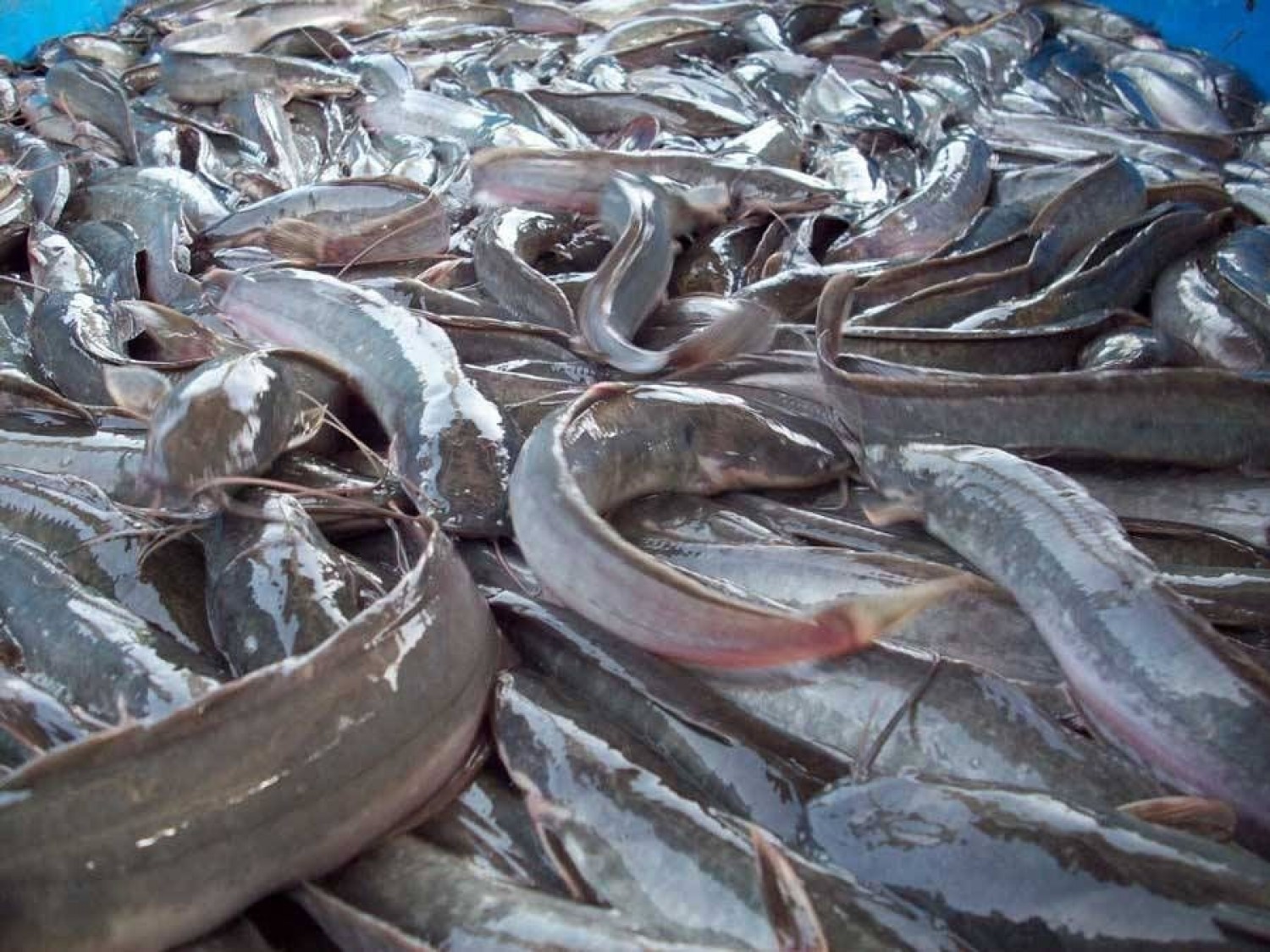 Tilapia and Cat Fish for sale