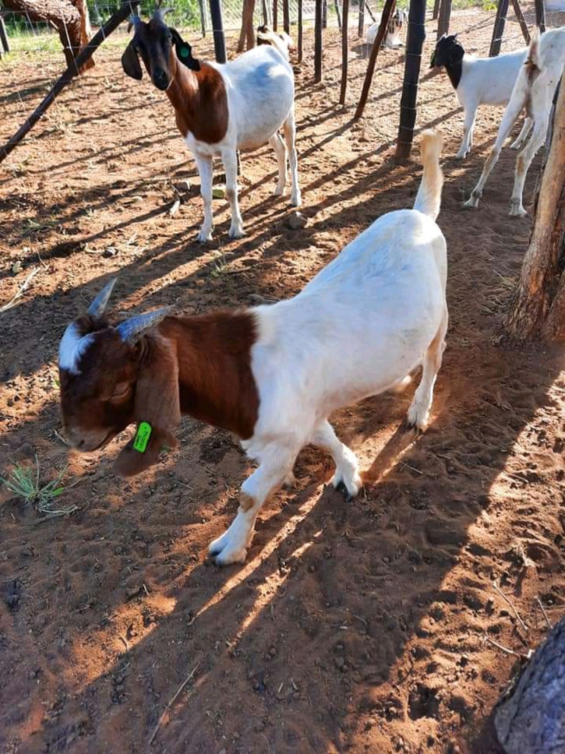 We sell Boar Goat, Kalahari Goat, Ram!
