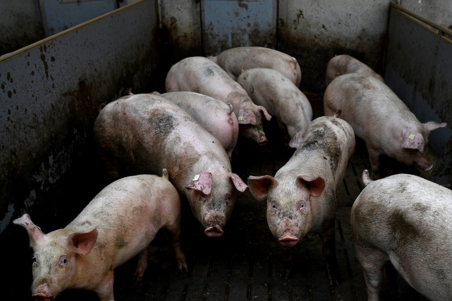 We Sell High Quality and Affordable Pigs