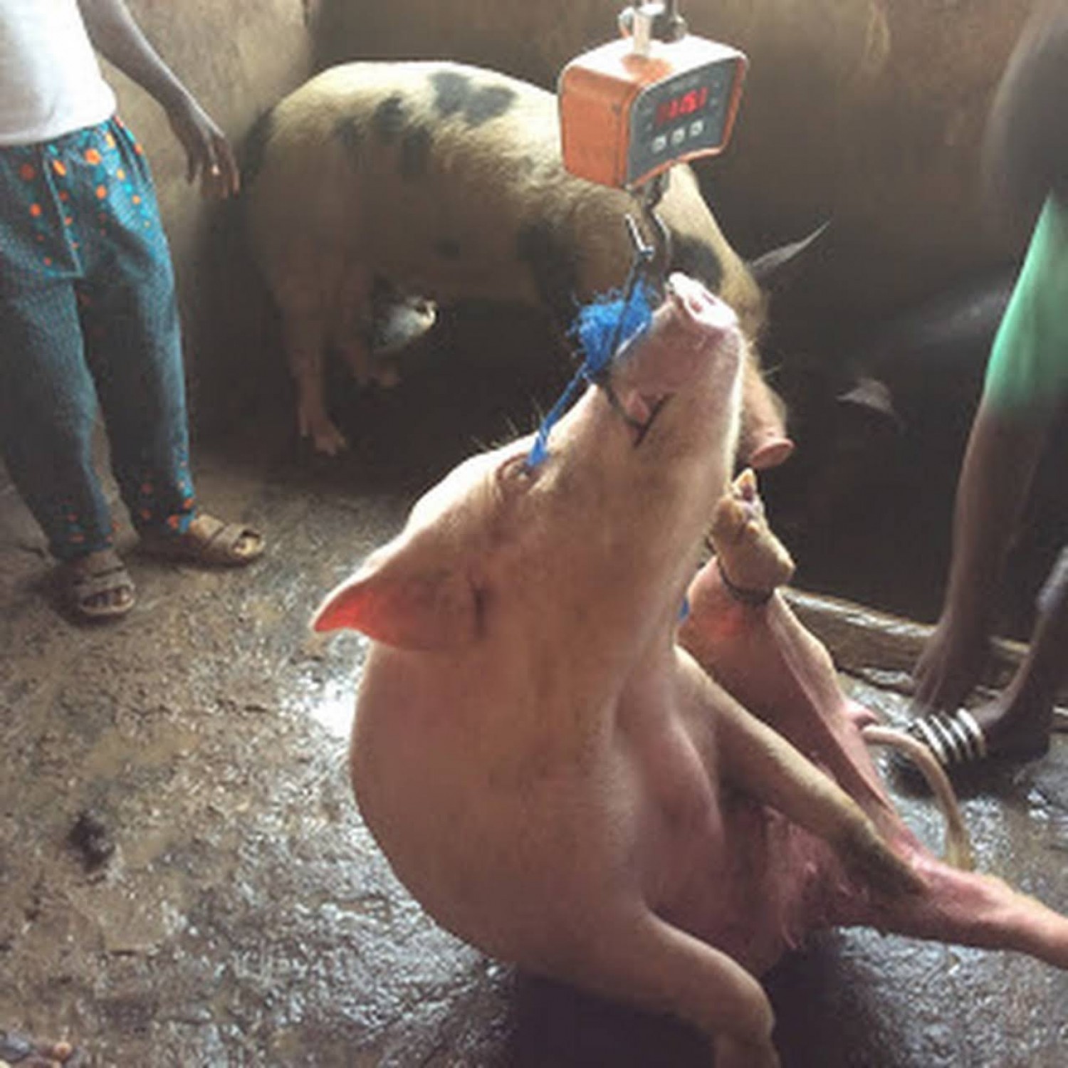 Quality Pigs available at Affordable price