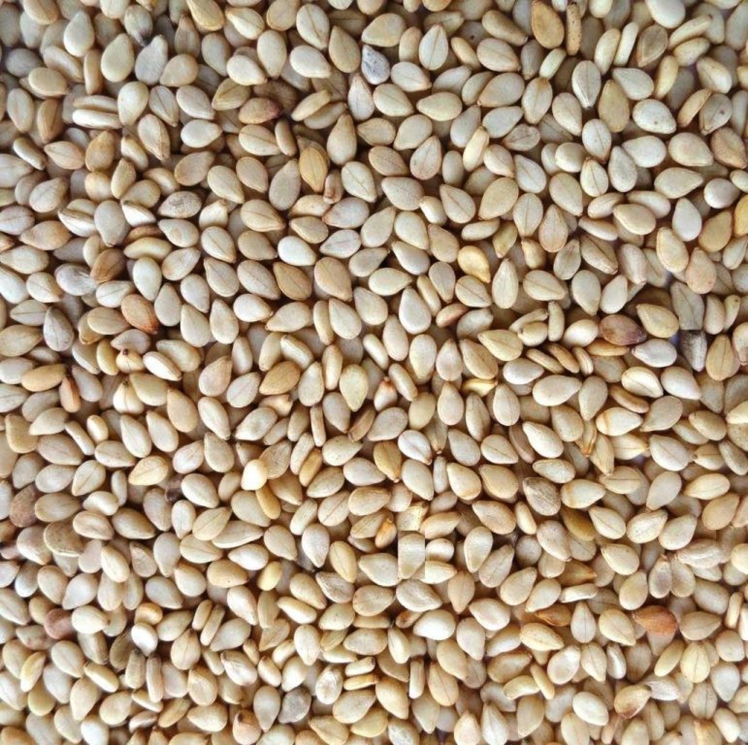 storage/files/ng/1326/0c4a971566e909c26cdb46ef6b069c31.jpeg