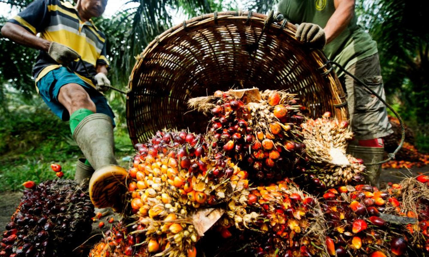 We Export Palm oil and dry Ginger