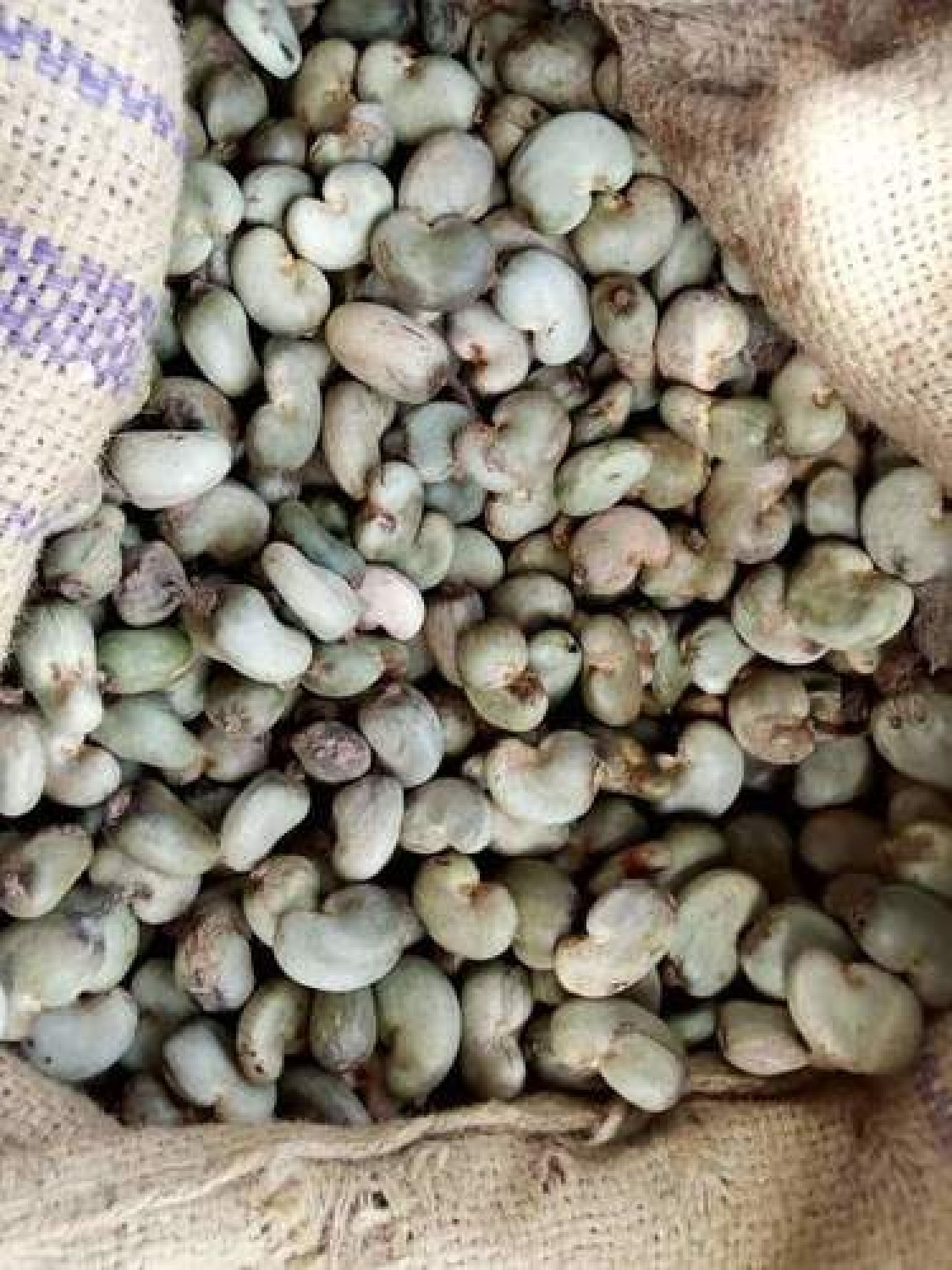We Export Raw Cashew Nuts, Hibiscus Flowers and Sesame seeds