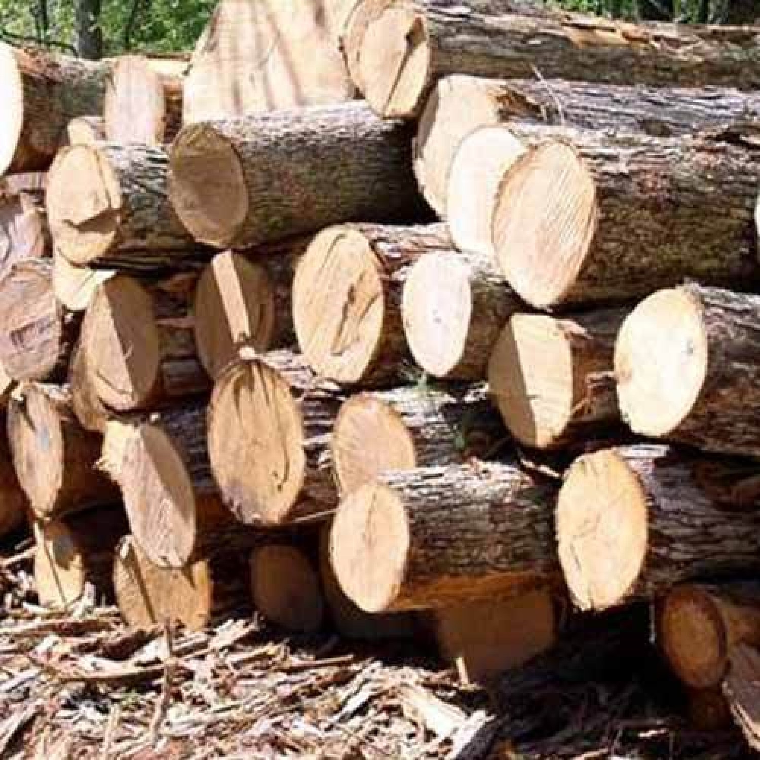 Deremi Shittu Investment is an exporter of Agricultural Produce such as Ginger, Garlic, Sesame seeds, Charcoal and hardwood (Kosso and Doussie wood).