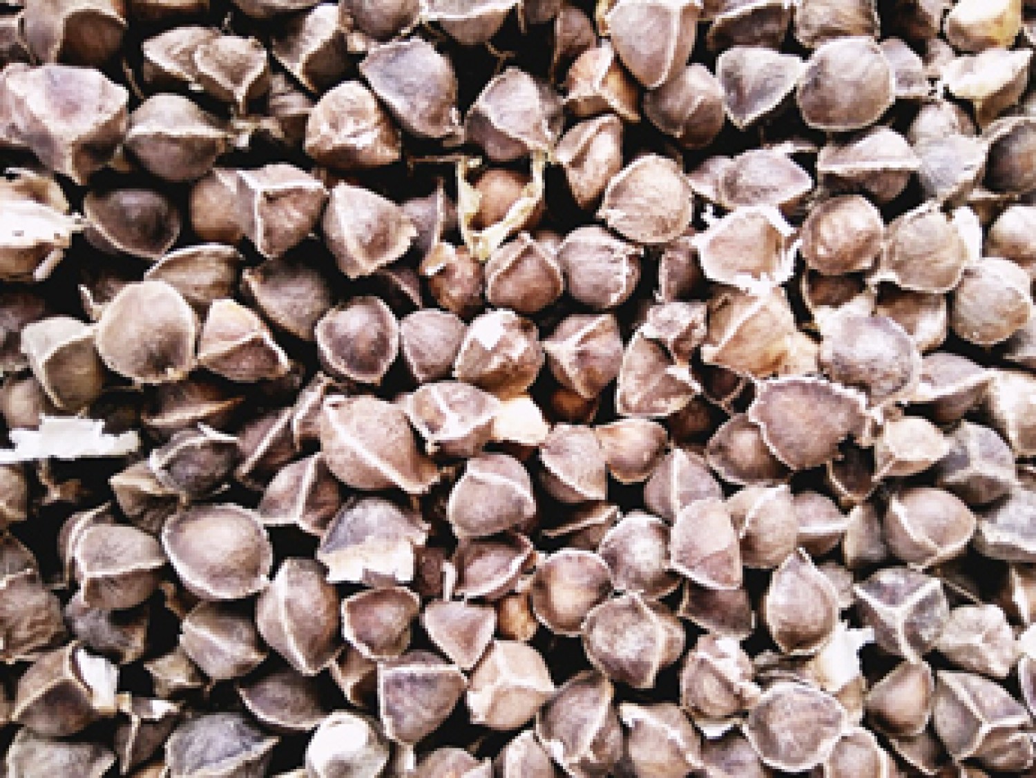We Export Fresh Moringa Seeds and Quality Shea Butter