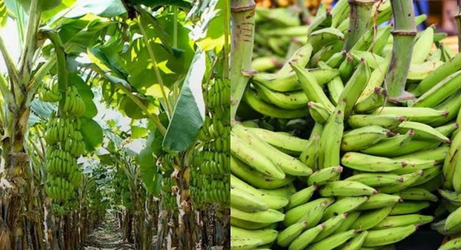 Kuntry Agri-Farm offer the sales of plantain and products made from plantain such as plantain flour