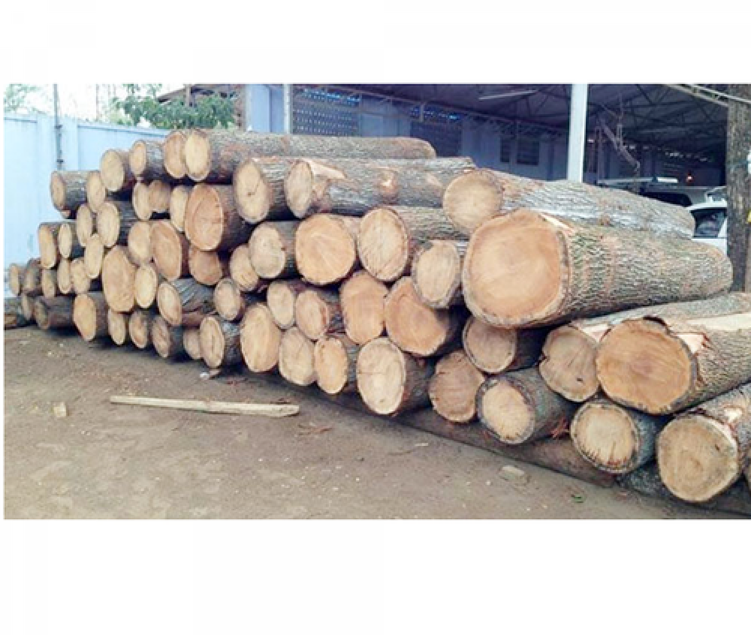 Exporters of  wood timbers