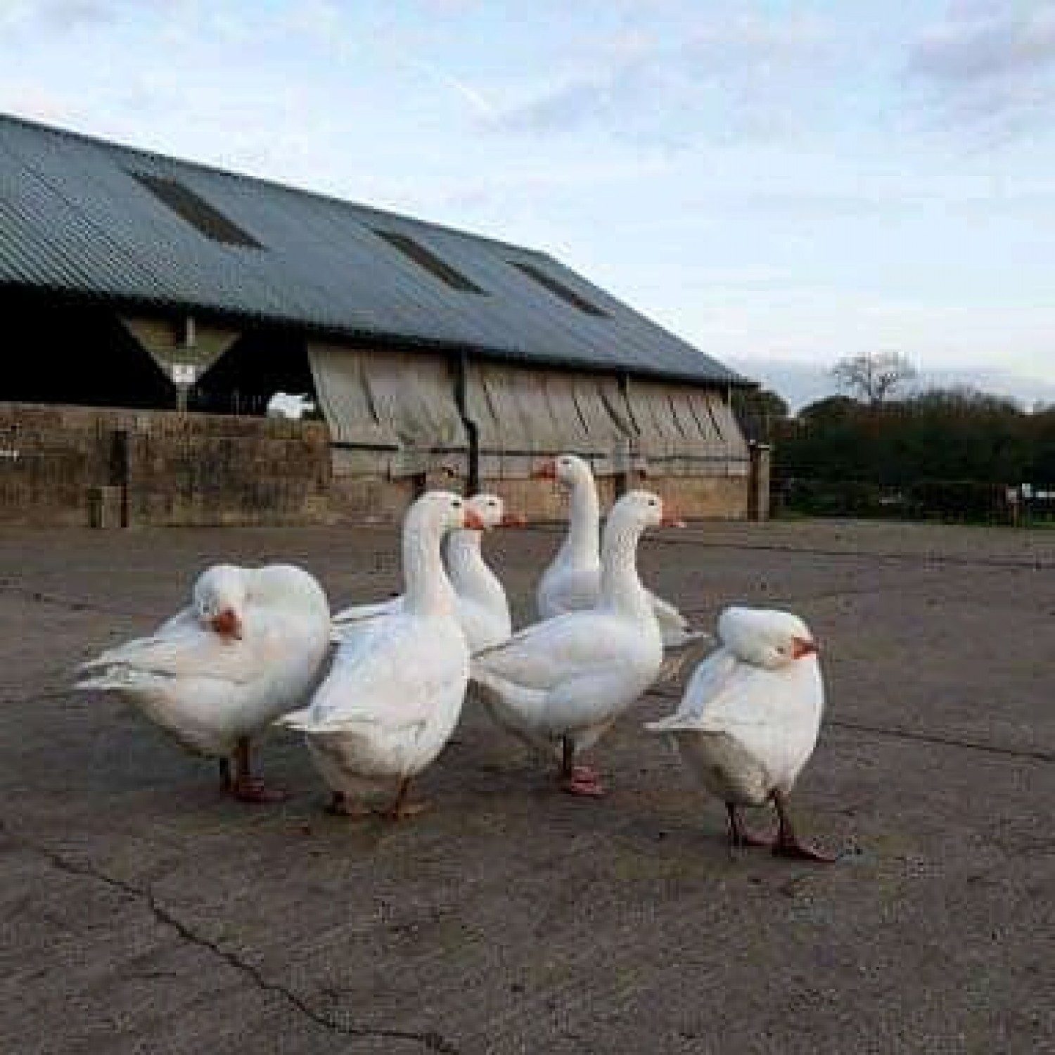 Hens, Geese and Ostriches For Sale. Contact Us!